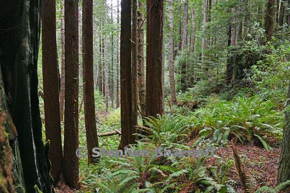 gulch 3769 9 graphic